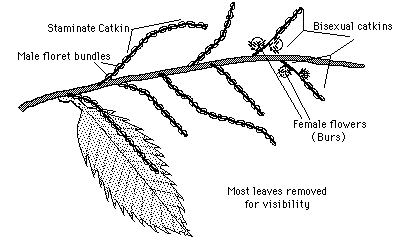 Male & Female Chestnut Flowers