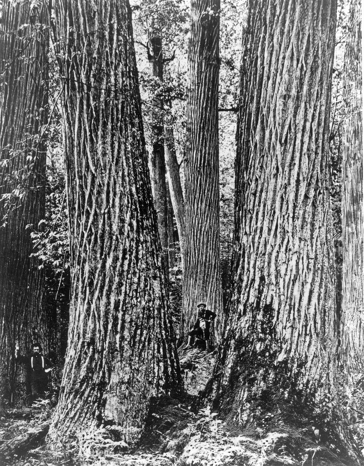 Chestnut Giants, Great Smoky Mountains, Western North Carolina. c.1910. Courtesy of Forest History Society