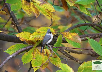 A Tufted Titmouse sits on the limb of an American chestnut