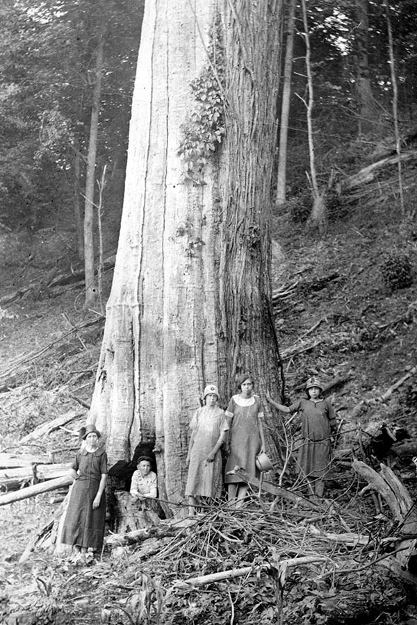 large American chestnut tree circa 1920