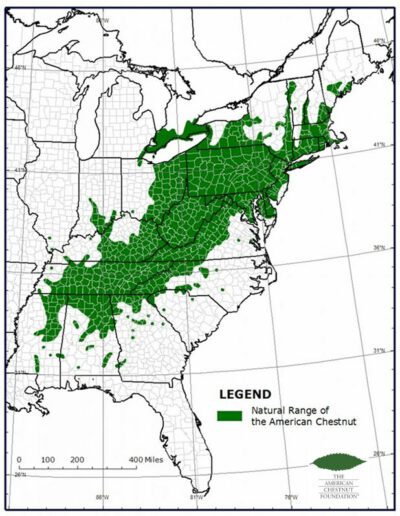 American chestnut range map