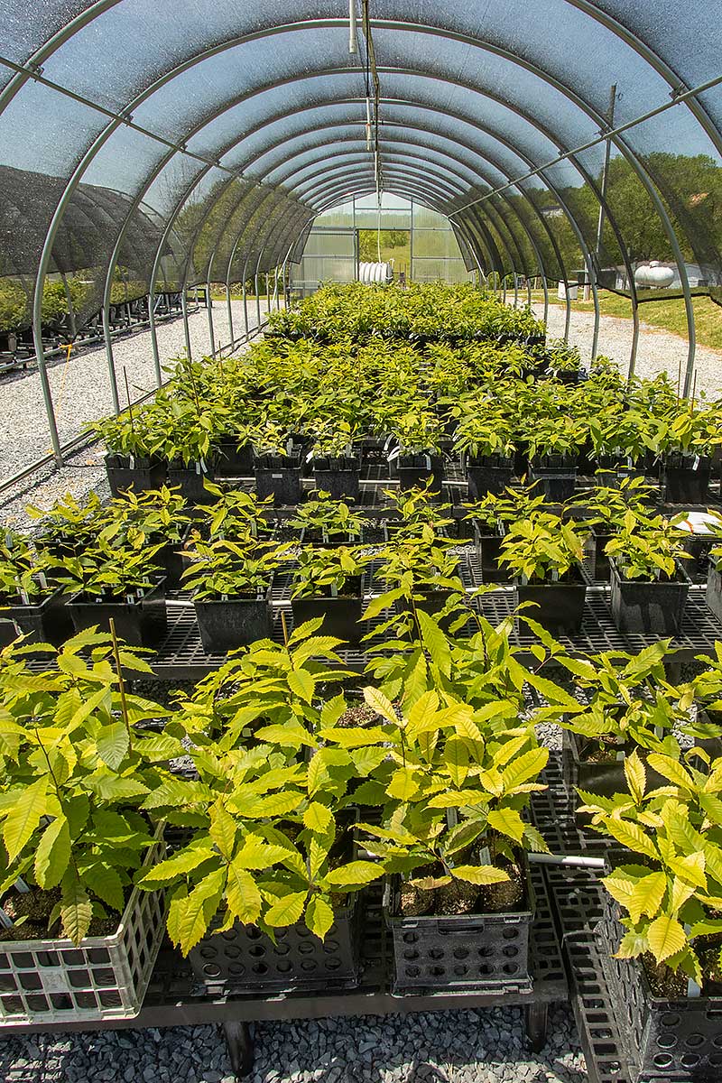 American chestnut research and breeding at TACF's Meadowview Research Farms