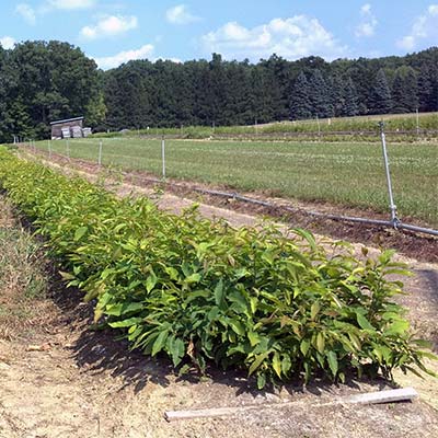 A bareroot seedling growing bed for American chestnuts