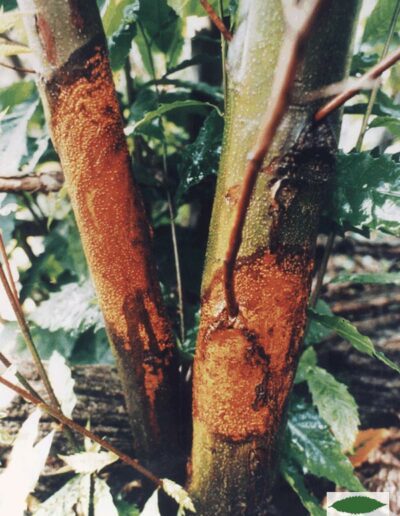 Blight on young chestnut trees.