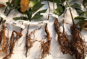 Breeding root rot