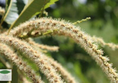 Catkins on a hybrid American chestnut at Meadoview Research Farms