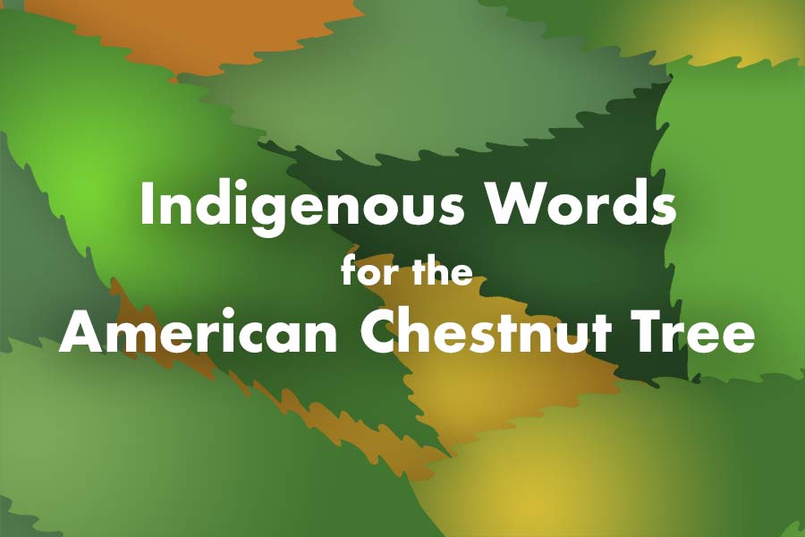 Words for Chestnut in Indigenous Languages Featured Image
