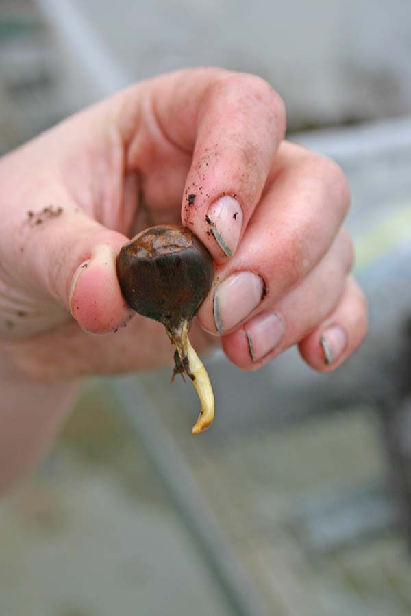 chestnut seed growing radicle