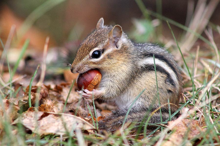 Chipmunk with American chestnut. Photo by Michelle Casson
