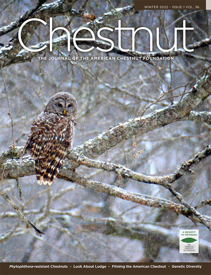 Chestnut Magazine cover, Winter 2022
