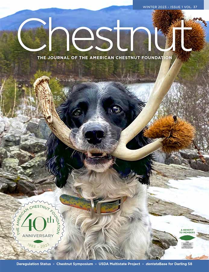 Cover of Chestnut winter 2024 issue