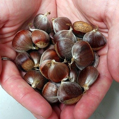 Chestnut seeds