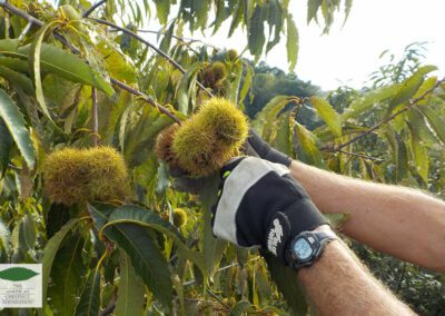 Harvesting an American chestnut at TACF's Meadowview Research Farms