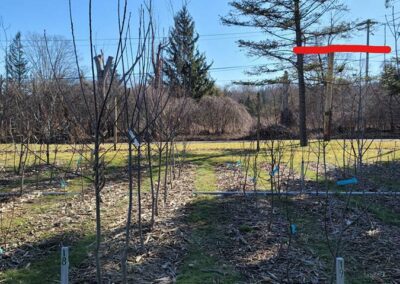 Growth differential between OxO negative trees (left) and OxO positive trees (right) in Central NY.
