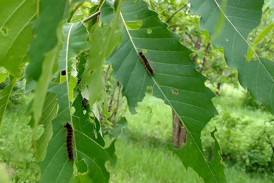 MA, chestnut leaves with spongy moth caterpillars