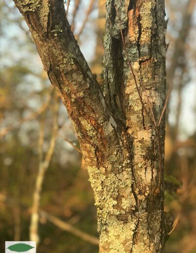 Blight on wild American chestnut at Frying Pan Mountain, NC
