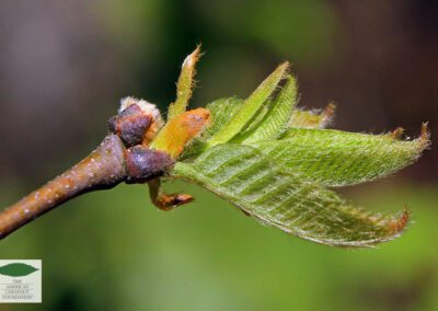 New leaf growth on a young American chestnut sapling