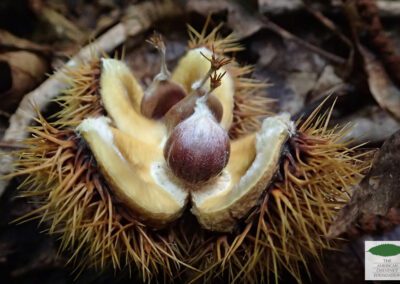 Open bur of an American chestnut