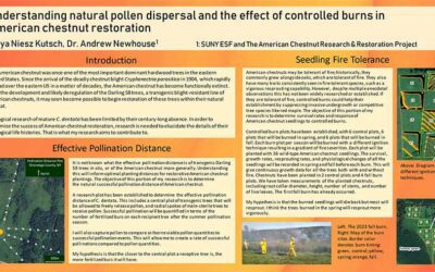 Natural pollen dispersal and the effect of controlled burns in American chestnut restoration — Maya Niesz Kutsch 