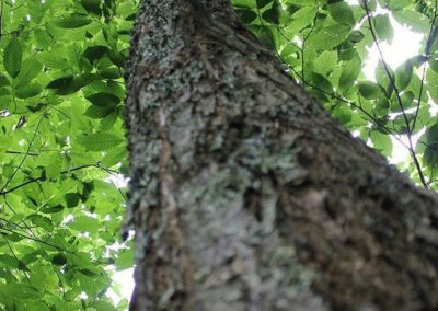 Healthy B2F2 hybrid chestnut tree in North Carolina