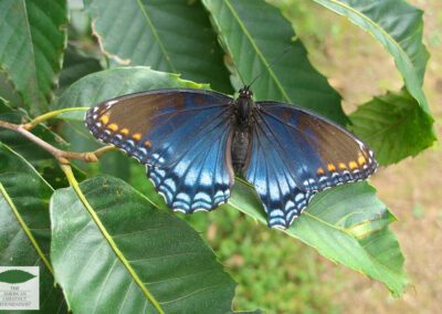 Red-spotted purple butterfly on an American hybrid