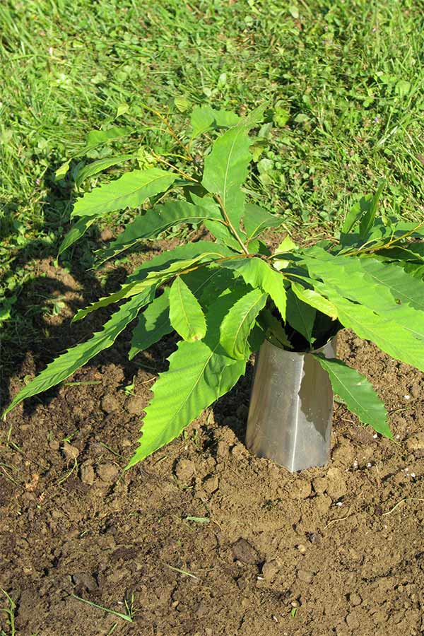 American chestnut seedling with aluminum flashing protector