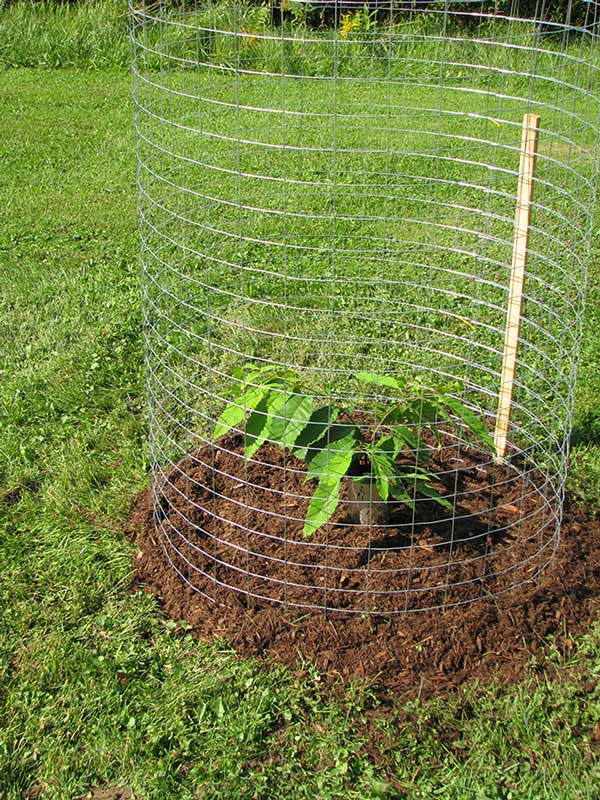 American chestnut seedling with a wire cage around it for wildlife protection