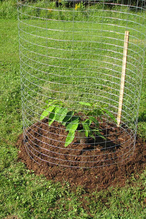 American chestnut seedling with a wire cage for protection from wildlife