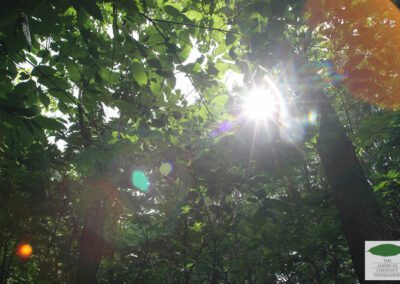 Sun shining through a canopy of hybrid American chestnut trees