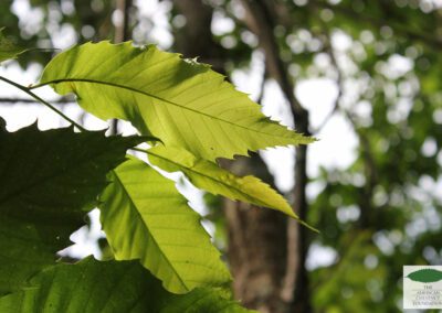 Sun shining through the leaves of an American chestnut hybrid