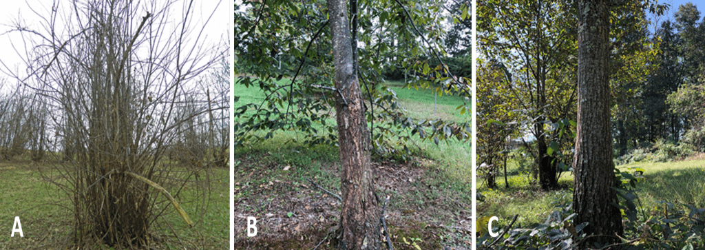 Breeding Tree Comparisons